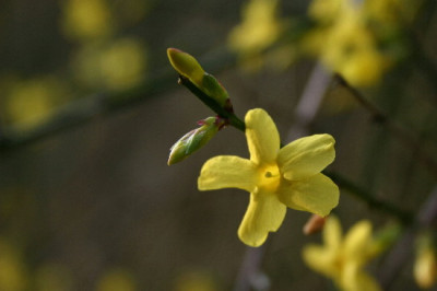 Boga-Jan-11.jpg