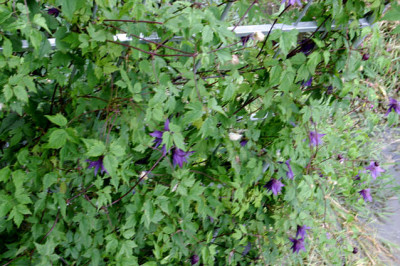 Cl.fauriei_campanulina_plena0207a.jpg