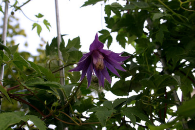 Cl.fauriei_campanulina_plena0107a.jpg