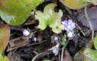 Hepatica_5.2.09.jpg