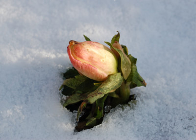 Helleborus_0010__2146.jpg