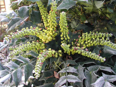 mahonia_media_charity_1.jpg
