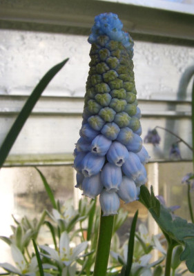 Muscari_Babys_Breath.jpg