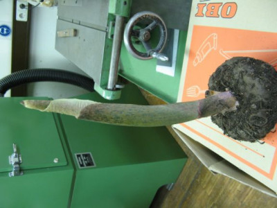 Amorphophallus_konjac_Blutenbildung.jpg