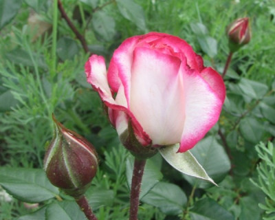 rose09_02.JPG