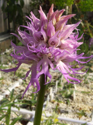 Orchis_italica_06.jpg
