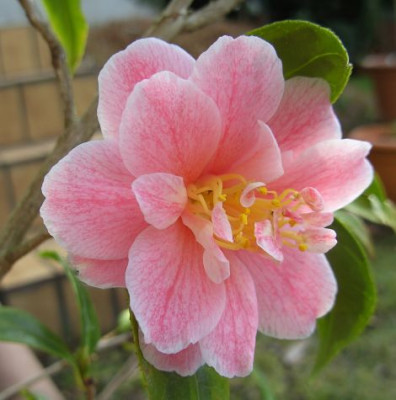 Fukkurin_ikkyu_6.02.3.JPG