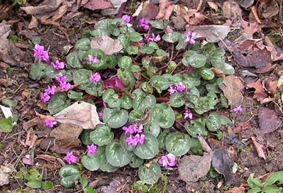 Cyclamen_coum_6.2.09.jpg