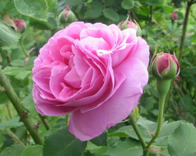 rose09_01.JPG
