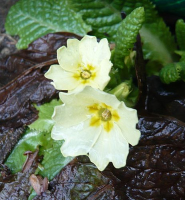 Primula_vulgaris_fars_2009.jpg