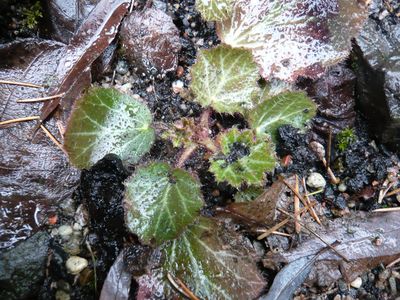 Saxifraga_stolonifera_fars_2009.jpg