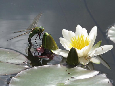 libelle_seerose.jpg