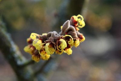 Hamamelis-im-Licht-1.jpg