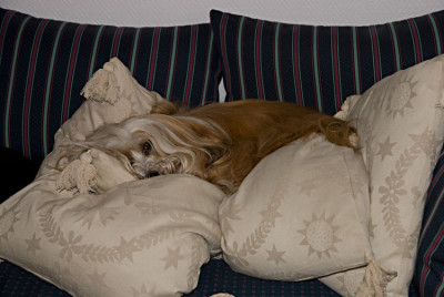 Shiva-Diva-Feb0209.jpg