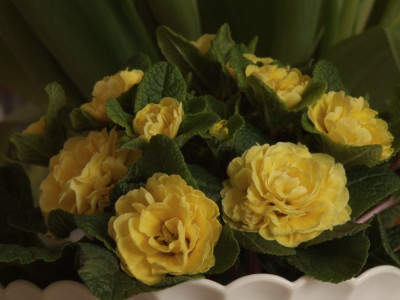 Belarina_BUTTER_YELLOW.jpg