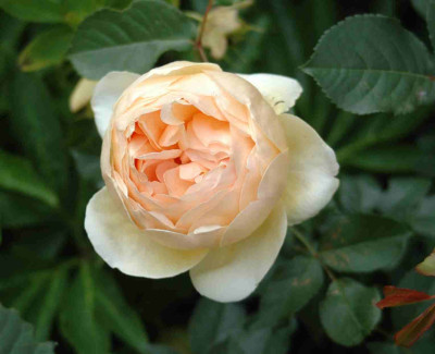 A9345a.JPG