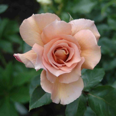 A9346a.JPG