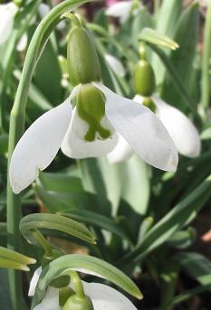 Galanthus_John_Gray.JPG