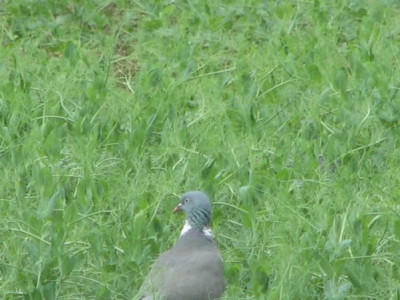 erbsendiebe1a.JPG
