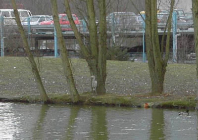 Reiher_1.jpg