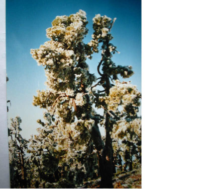 La_Palma_1.94_3.jpg