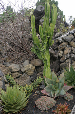 Palmex_II_4208a.jpg