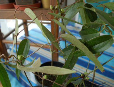 Welche_Clematis_0010__2189.jpg
