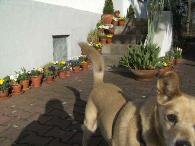 halberhund.jpg