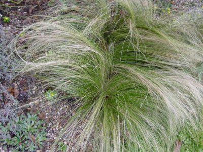 stipa_tennuissima_8_2_09.jpg