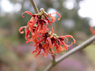 hamamelis_rot.jpg