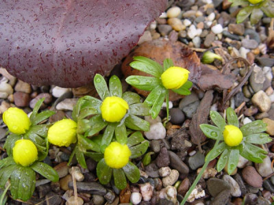 eranthis_begonia.jpg