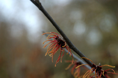 hamamelis_8382_0.jpg