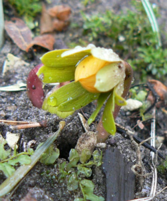 090208_Eranthys_Schwefelglanz_1.jpg