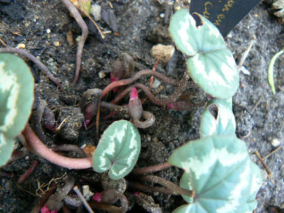 090112_015_Cyclamen_cauc.jpg