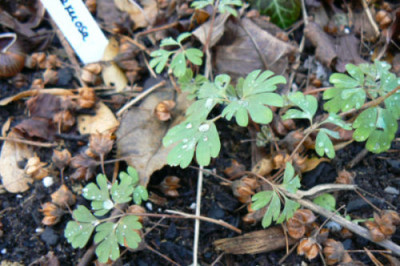 090208_Corydalis_flexuosa.jpg