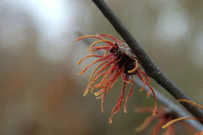 hamamelis_8382_1.jpg