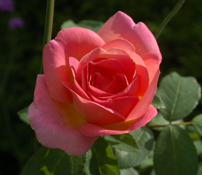 Dr._Eckener__0010__34700.jpg