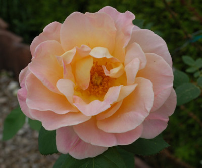 Dr._Eckener_0011__24873_95.jpg
