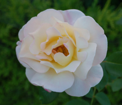 Dr._Eckener_0012__28994.jpg