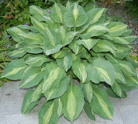 DSC_0033_welche_Hosta1.jpg