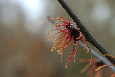 hamamelis_8382_2.jpg