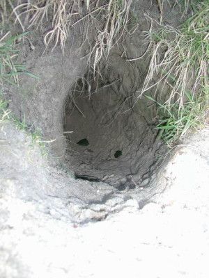 Groenanderung_Drehen_von_Egeskov_Februar_2009_089.jpg