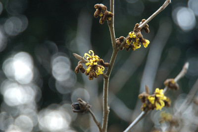 hamamelis_8383_0.jpg