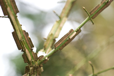 Euonymus-alatus-Feb0909.jpg