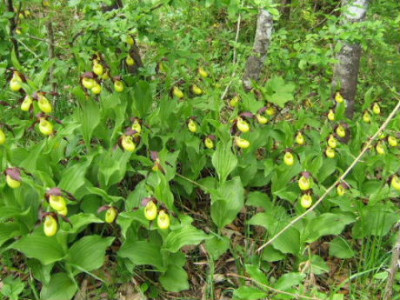 DSCF8949.JPG