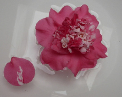 kamelie_090209.jpg