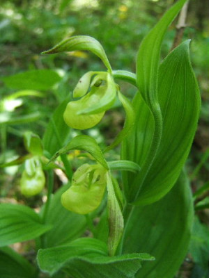 DSCF8994.JPG