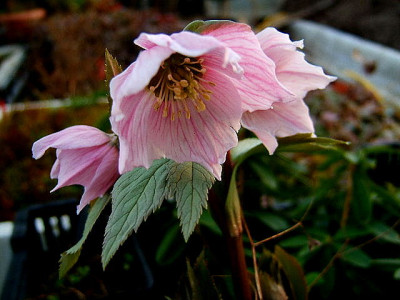 DSCF1084.JPG