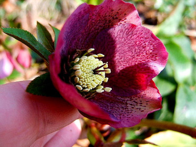 DSCF1608.JPG