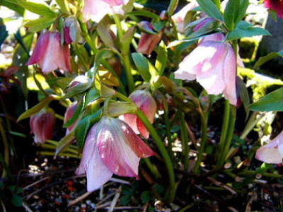 DSCF1761.JPG